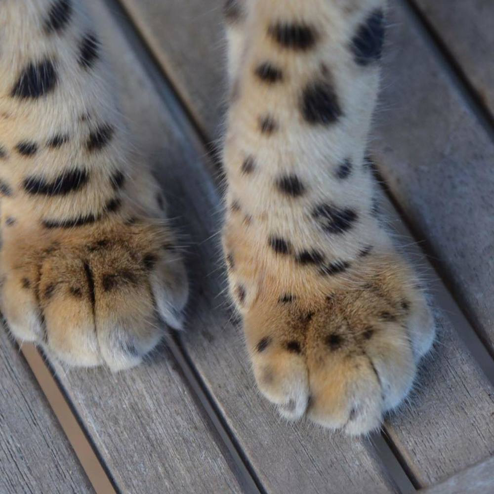 Meet your Posher, Helen